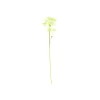 Baby’s Breath Stem 61cm