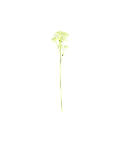 Baby’s Breath Stem 61cm