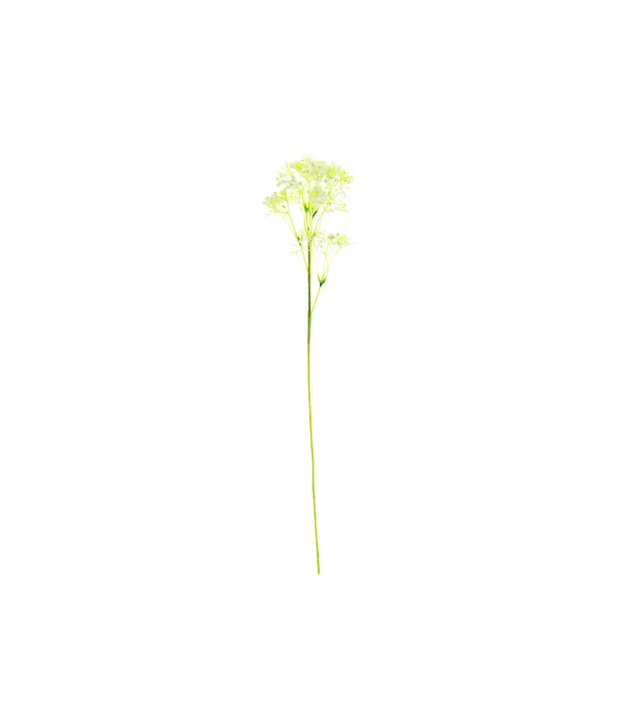 Baby’s Breath Stem 61cm