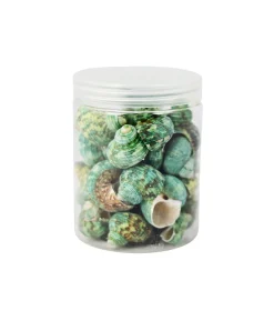 Green Natural Sea Shells 300g