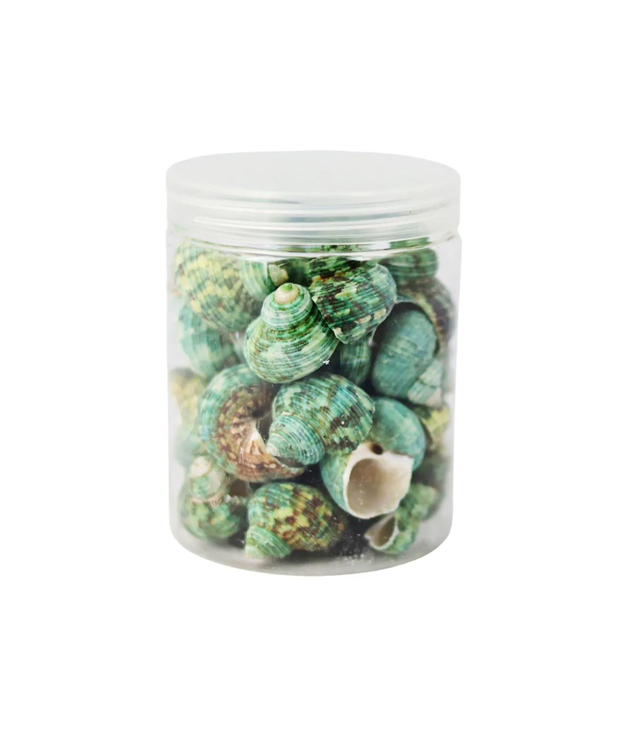 Green Natural Sea Shells 300g