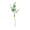 Money Leaf Stem 93cm
