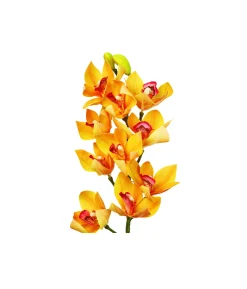 Orange Orchid With Pink Stamen 71cm