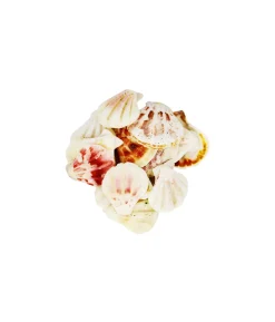 Sea Shell SS135 300g