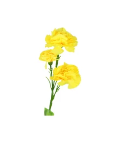 Single Carnation 3 bunch 64cm