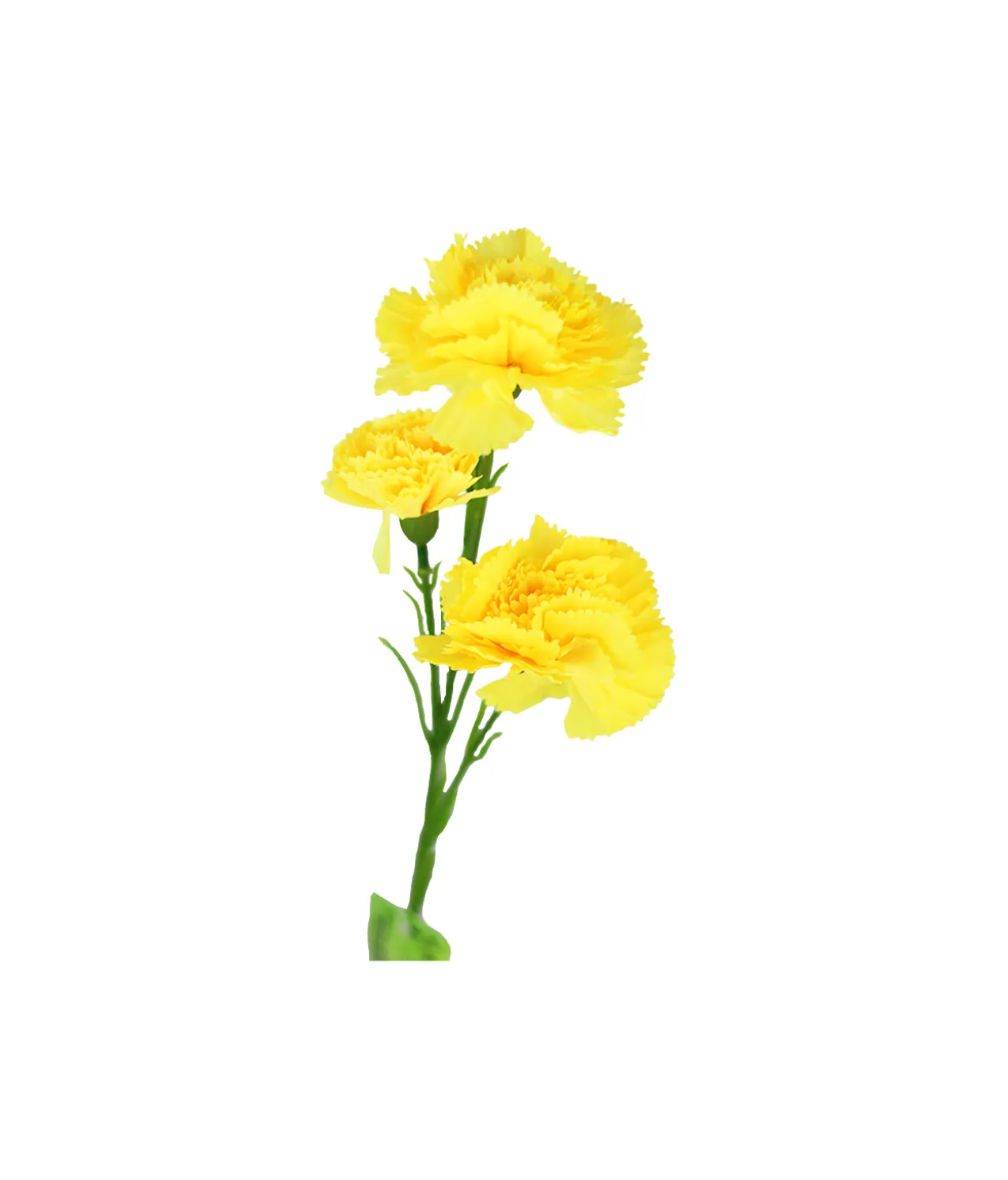Single Carnation 3 bunch 64cm