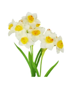 White Daffodil 3 Branched 79cm